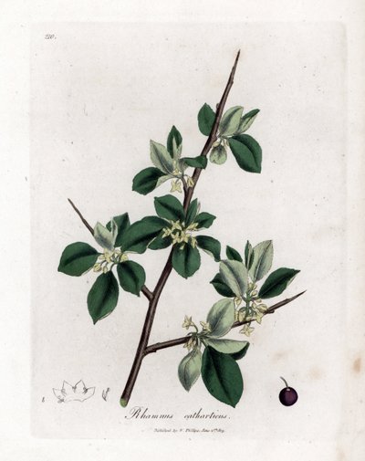 Purgative or Cathartic Buckthorn - Purging Buckthorn, Rhamnus Catharticus by James Sowerby
