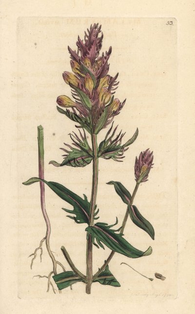 Purple or Field Cowwheat, Melampyrum arvense by James Sowerby