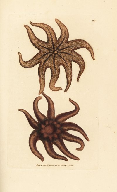 Purple Sun Star, Solaster endeca by James Sowerby