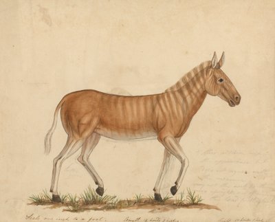 Quagga Zebra by James Sowerby