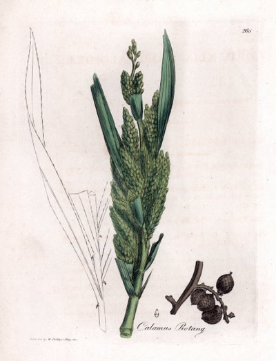Rattan Palm, Calamus rotang by James Sowerby