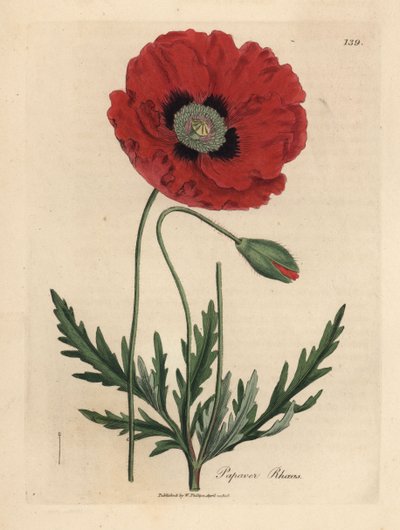 Red or corn poppy, Papaver rhoeas by James Sowerby
