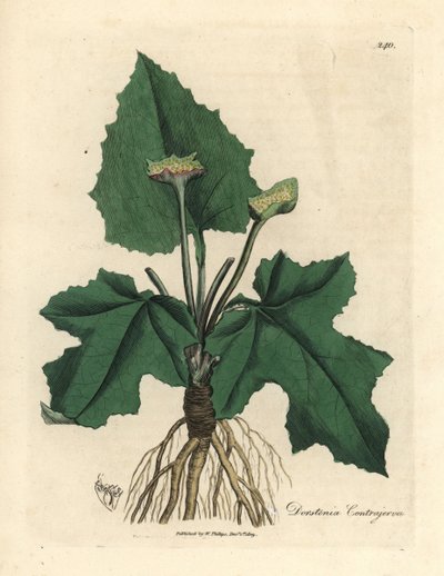 Roots, rhizome, leaves and flower of contrayerva, Dorstenia contrajerva by James Sowerby