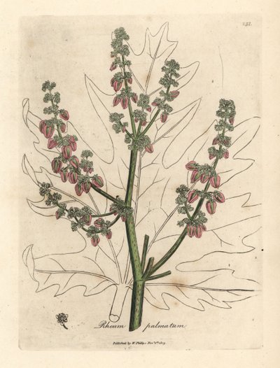 Rhubarb Flowers and Stalk, Leaf Outline, Rheum palmatum by James Sowerby
