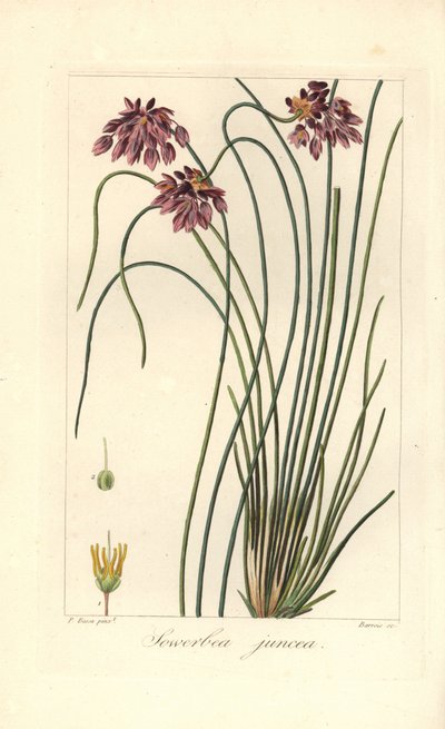 Rush lily, Sowerbaea juncea, native to Australia by James Sowerby