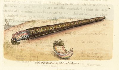Sand tube-building annelid fanworm, Pectinaria belgica (Nereis pectinata) by James Sowerby
