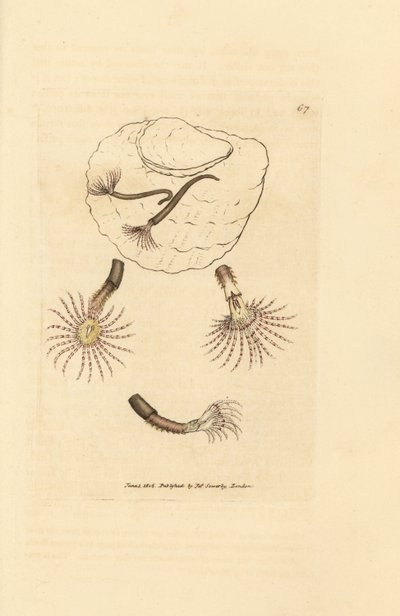 Sand worm with crimson feelers, Amphitrite rosea by James Sowerby