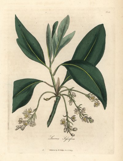 Sassafras tree, Laurus sassafras by James Sowerby