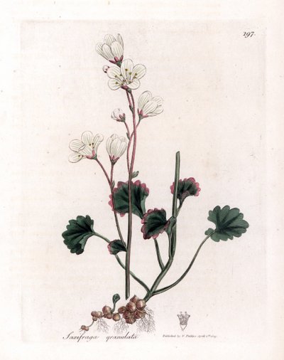 Saxifrage Granulee or Bulbbles - White Saxifrage, Saxifraga granulata. Handcoloured Copperplate Engraving from a Botanical Illustration by James Sowerby from William Woodville and Sir William Jackson Hooker