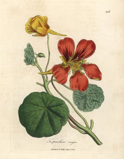 Scarlet and yellow flowered greater Indian cress, Tropaeolum majus by James Sowerby