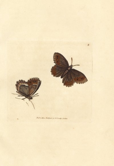 Scotch Argus Butterfly, Erebia aethiops by James Sowerby
