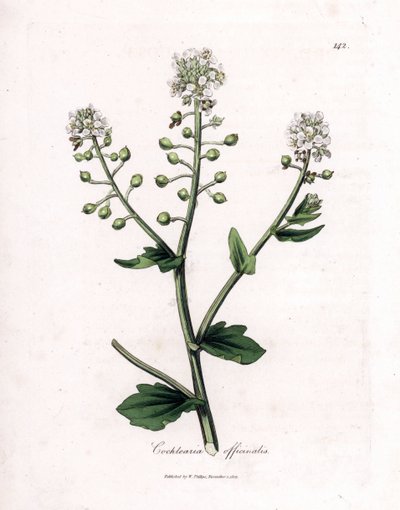 Scurvygrass, Cochlearia officinalis by James Sowerby