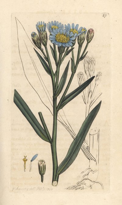 Sea Aster by James Sowerby