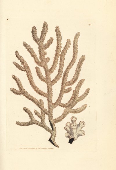 Sea fan, Gorgonia species by James Sowerby