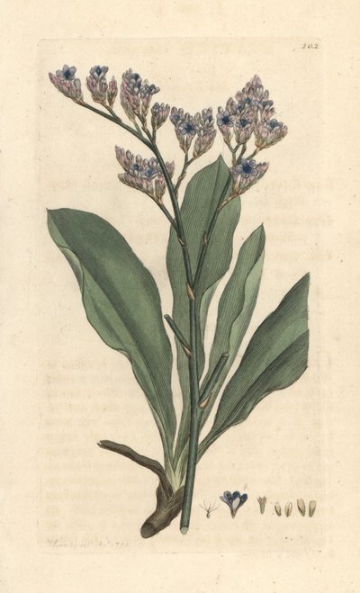 Sea Lavender, Limonium vulgare by James Sowerby