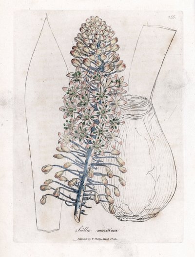 Sea onion or squill, Drimia maritima by James Sowerby