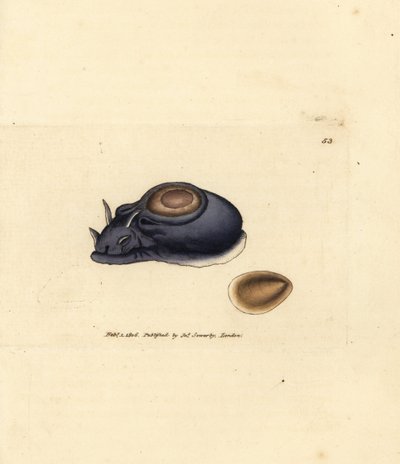 Sea slug or sea hare, Aplysia punctata (Aplysia hybrida) by James Sowerby