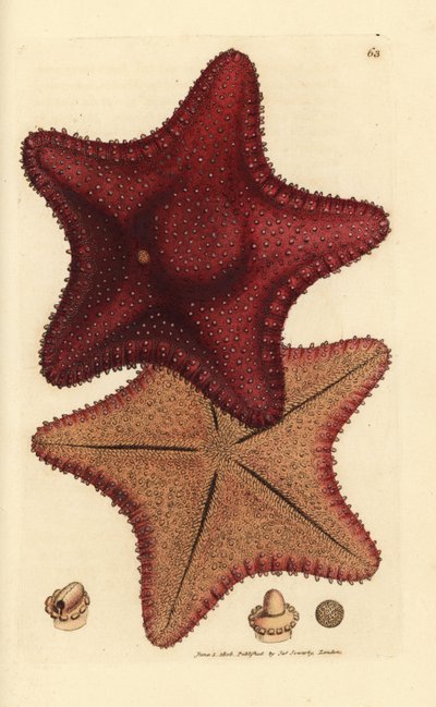 Sea star or starfish, Hippasteria phrygiana by James Sowerby