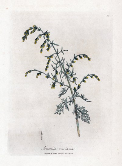 Sea wormwood, Artemisia maritima by James Sowerby