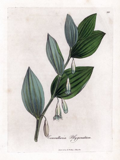 Seal of Solomon Multiflora - Solomon
