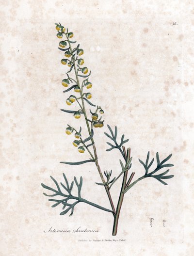 Semen contra or semencine or sagebrush of Judee - Santonica, Artemisia cina by James Sowerby