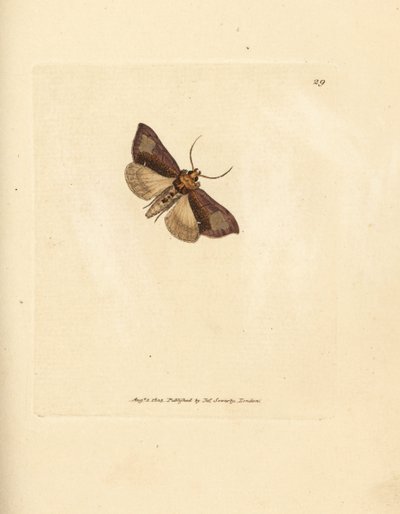 Slender burnished brassels, Thysanoplusia orichalcea by James Sowerby