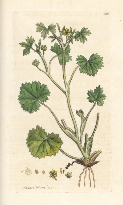 Smallflower Buttercup, Ranunculus Parviflorus (Buttercup) by James Sowerby