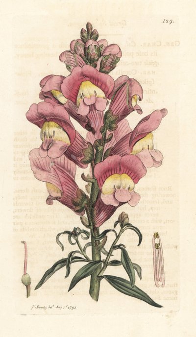 Snapdragon by James Sowerby