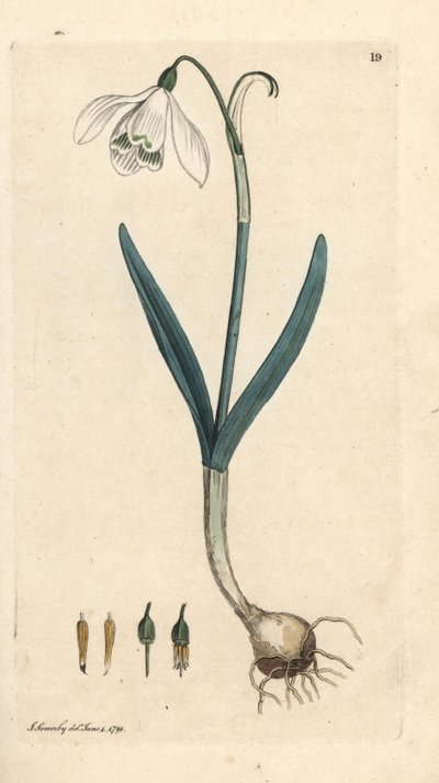 Snowdrop, Galanthus nivalis by James Sowerby