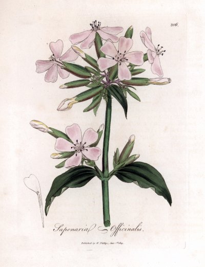 Soapwort, Saponaria Officinalis. Handcoloured Copperplate Engraving from a Botanical Illustration by James Sowerby from William Woodville and Sir William Jackson Hooker