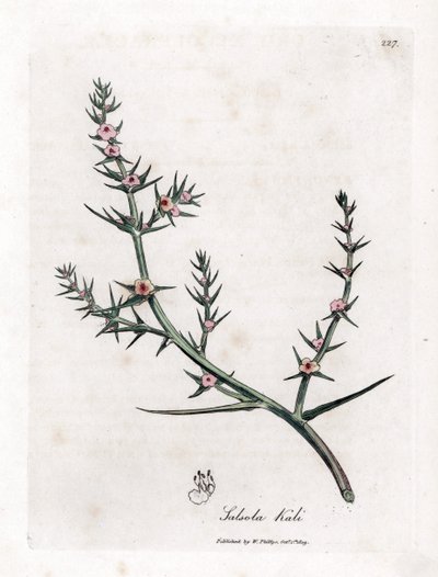 Soda Brulee - Prickly Saltwort, Kali Turgida by James Sowerby