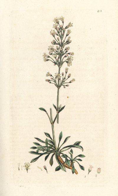 Spanish Catchfly by James Sowerby