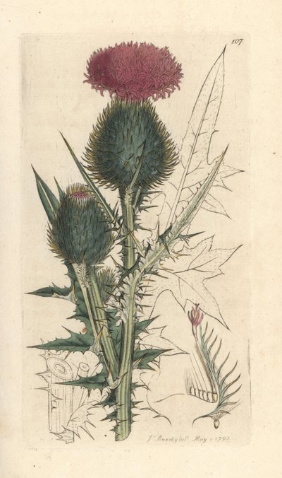 Spear Thistle, Cirsium Vulgare (Carduus Lanceolatus) (Common Cirse) by James Sowerby