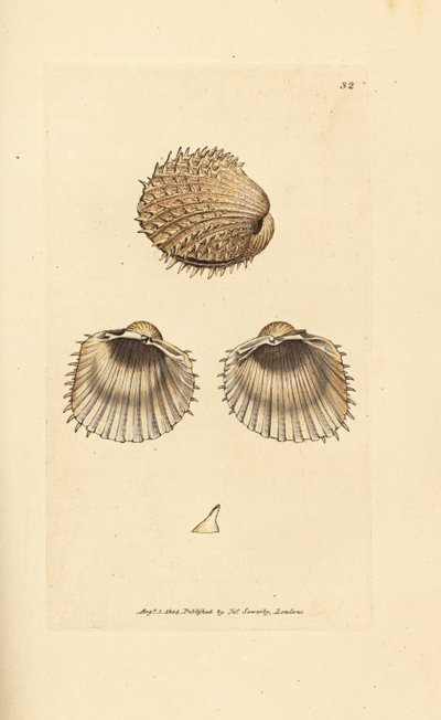 Spiny cockle, Acanthocardia aculeata by James Sowerby