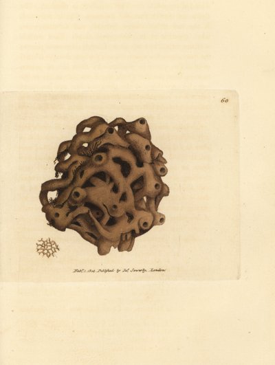 Sponge, Haliclona cinerea (Cancellated sponge, Spongia cancellata) by James Sowerby