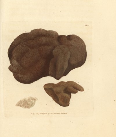 Sponge (Handcoloured Copperplate Engraving by James Sowerby from The British Miscellany) by James Sowerby