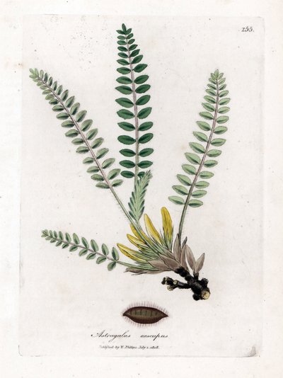 Stemless Astragalus - Stemless Milkvetch, Astragalus Excapus by James Sowerby