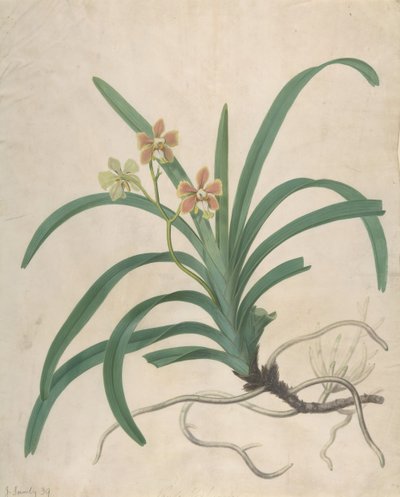 Study of an Orchid, Vanda Roxburgia by James Sowerby