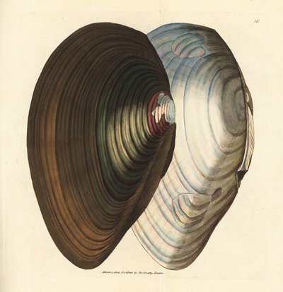 Swan Mussel (Handcoloured Copperplate Engraving by James Sowerby from The British Miscellany) by James Sowerby