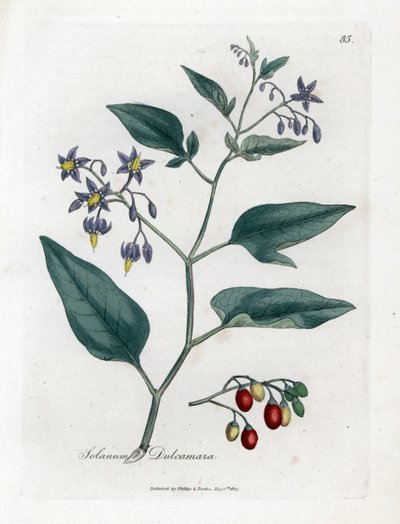 Sweet Bitter or Sweet Bitter Nightshade - Woody Nightshade, Solanum Dulcamara. Handcoloured Copperplate Engraving from a Botanical Illustration by James Sowerby from William Woodville and Sir William Jackson Hooker