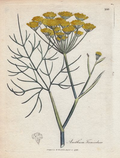 Sweet fennel by James Sowerby