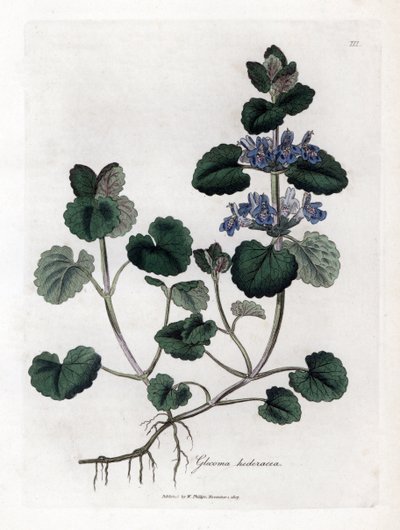 Terrestrial Ivy - Ground Ivy, Glecoma Hederacea by James Sowerby