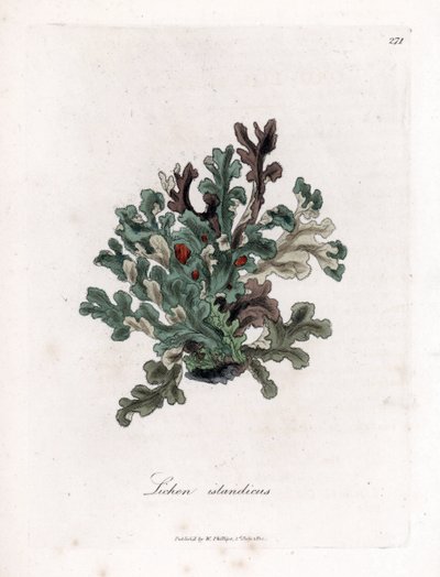 Thallus or Iceland Moss - Eryngo-Leaved Lichen, Lichen Islandicus. Handcoloured Copperplate Engraving from a Botanical Illustration by James Sowerby from William Woodville and Sir William Jackson Hooker