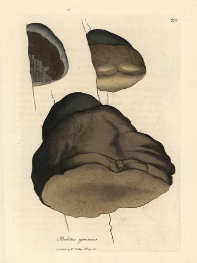 Touchwood boletus or agaric mushroom, Boletus igniarius by James Sowerby