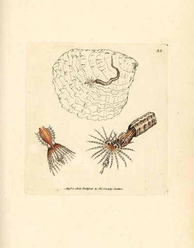 Tube-building annelid fanworm, Spirobranchus triqueter by James Sowerby