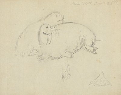 Two Walruses (detail) by James Sowerby