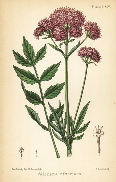 Valerian, Valeriana Officinalis by James Sowerby