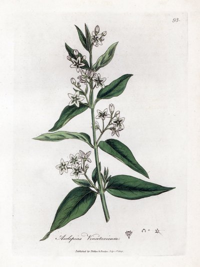 Swallowwort, Asclepias vincetoxicum by James Sowerby