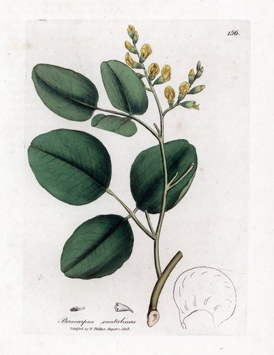 Variete of fabacee (leguminous) - Red sandalwood, Pterocarpus santalinus by James Sowerby