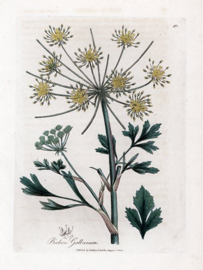 Lovage-Leaved Bubon, Bubon Galbanum by James Sowerby